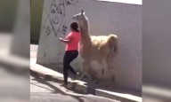Sorprende mujer paseando a llama sudamericana en Querétaro