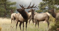 Meadow closures to go into effect at RMNP for elk rut
