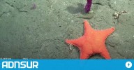 15:16 Revelaron la verdad oculta sobre la estrella “culona” que se viralizó en el streaming del CONICET