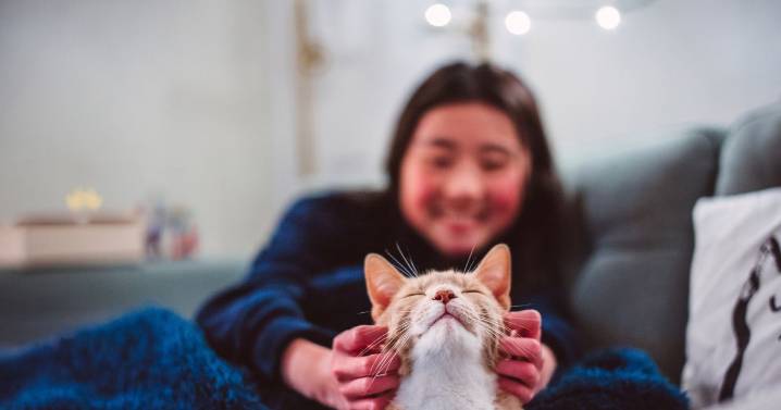 Cats with dementia could help develop Alzheimer's treatment says study