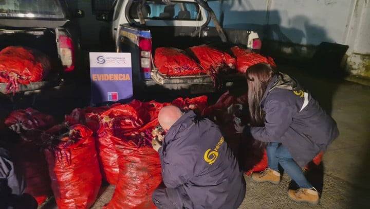 Sernapesca detecta extracción ilegal de centolla e incautan 24 sacos del producto