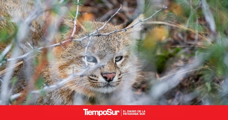 Medio ambiente La "odisea" de iniciar un registro inédito sobre el gato del pajonal