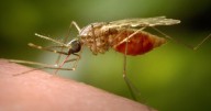 ¿Qué es el chikungunya, el virus que ahora se propaga en el sur de China?