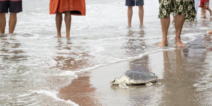 VIDEO: Endangered sea turtle released back into Atlantic from NYC beach