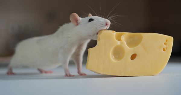 Ordenan suspender un queso muy popular por riesgo de Salmonella y restos de ratas