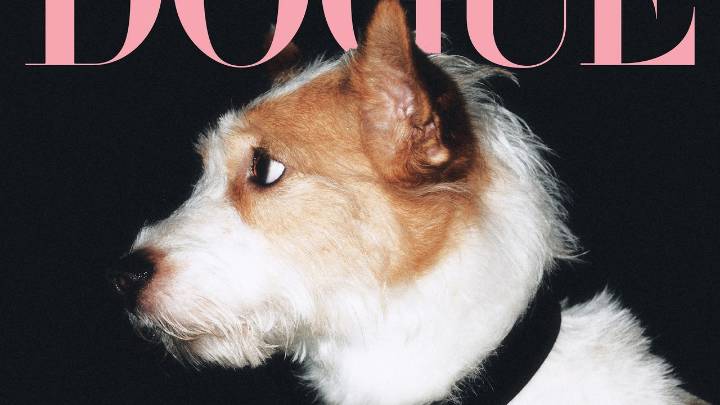 How Rosé’s Dog Hank Went From Rescue Pup to Instagram’s Most Followed Dog