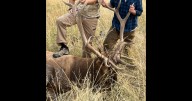 Warrants issued for Michigan men accused of poaching elk in Montana
