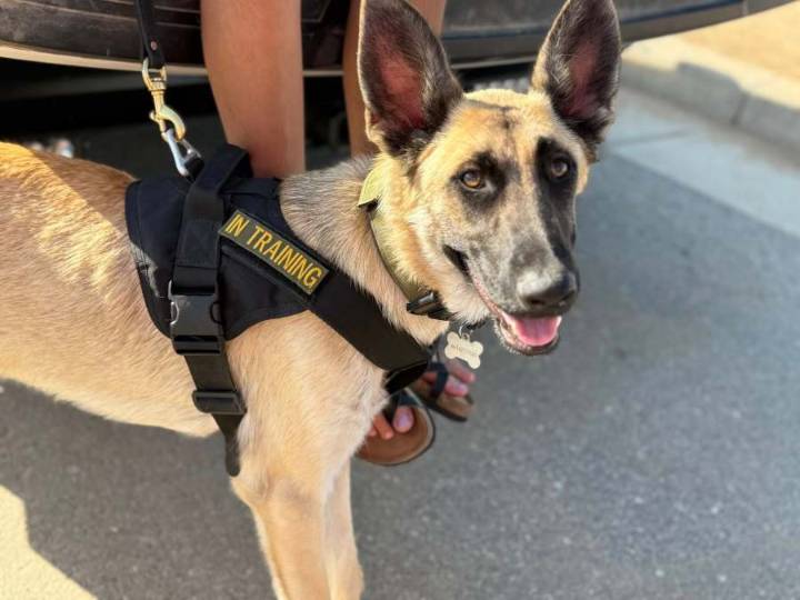 Former shelter dog trains to become Search and Rescue K