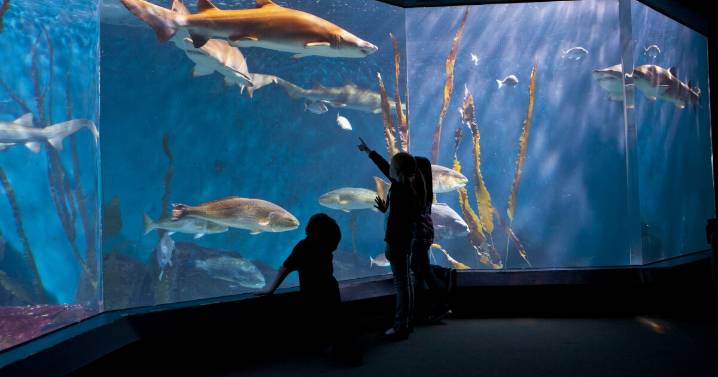Long Island Sound takes center stage in Maritime Aquarium revamp