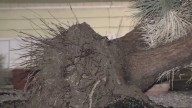 More monsoon damage in Phoenix from latest storms