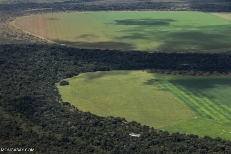 Brazil suspends Amazon Soy Moratorium, raising fears of deforestation spike