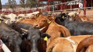 Unión Ganadera Sonora analiza cierre cuarentenaria Nogales