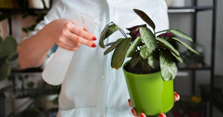 Plantas siempre verdes: 7 secretos para que crezcan sanas todo el año