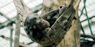 Bruno the gorilla enjoys new indoor swing in his enclosure at Fort Worth Zoo