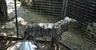 Man facing 40+ charges after dead, abused dogs found at home