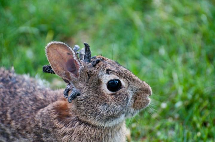 Rabbits with wart-like tentacles, horns seen in northern Colorado: Is it dangerous?