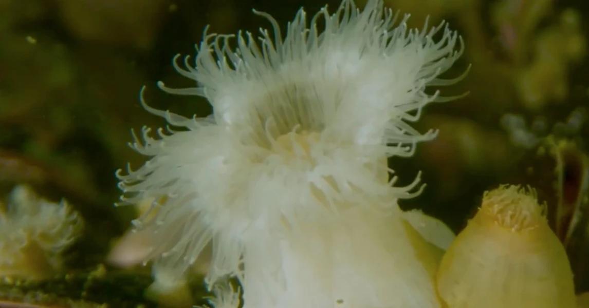 Anémona invasora se está comiendo los mares patagónicos y avanza cada vez más al norte desplazando erizos y picorocos