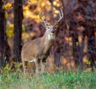 An overview of some of the most popular hunting seasons in Arkansas