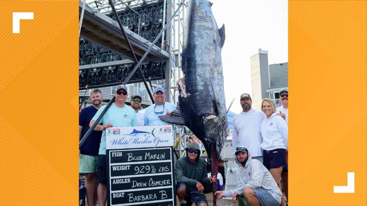 $4.4M catch: NC boat lands 5th-largest blue marlin at White Marlin Open