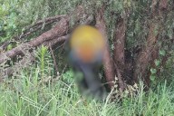 Encontraron cadáver colgado de un árbol en Tepeji