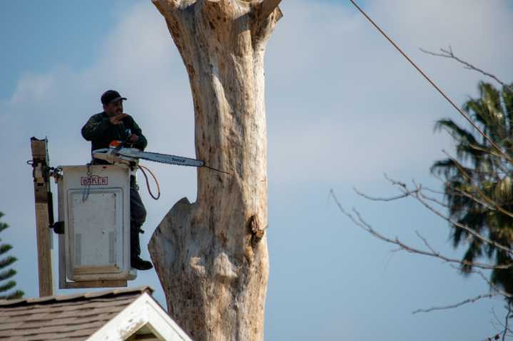 What to know about hiring a tree service