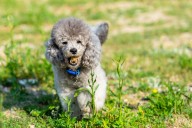 11 Long-Living Dog Breeds Who Age Gracefully