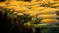 Producción récord de maíz en EU desplomará precios en México