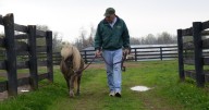 Old Friends farm mascot Little Silver Charm dies at estimated age of 38 to 40