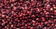 What to know about cranberries produced for Thanksgiving and the bogs being restored to wetlands