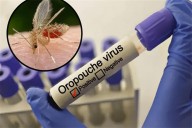 Más de 12 mil casos confirmados de Oropouche en las Américas