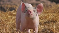 Realizan el primer trasplante de pulmón de cerdo a un humano en muerte cerebral