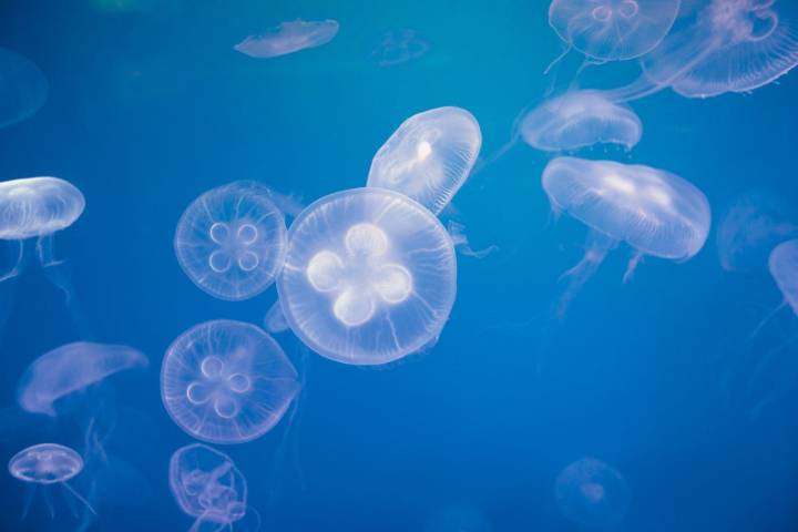 Swarm of Jellyfish Shut Down Nuclear Power Plant