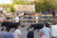 Marta Barrachina defiende en Càlig la tradición de los festejos taurinos como recurso turístico