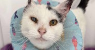 'Sweet' cat who needed ears removed due to sun damage now looking for new home