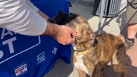 Baton Rouge community gives generous donations to local animal shelters