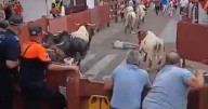 Alfredo Duro sufre una cogida durante los encierros de San Sebastián de los Reyes