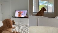 Illinois Owner Thinks She Adopted A Goldie, Turns Out Her New Dog Is Something Else Entirely
