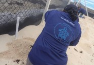 Cancún: Solicitan a hoteleros ampliar sus corrales ante arribo histórico de tortugas
