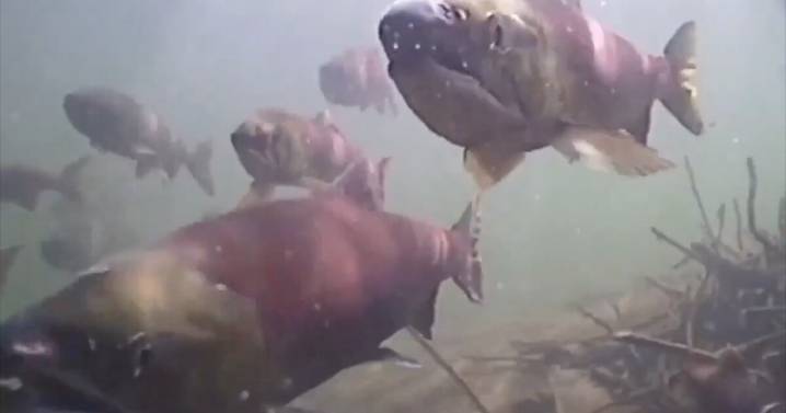 The Sawtooth Salmon Festival returns to Stanley this weekend