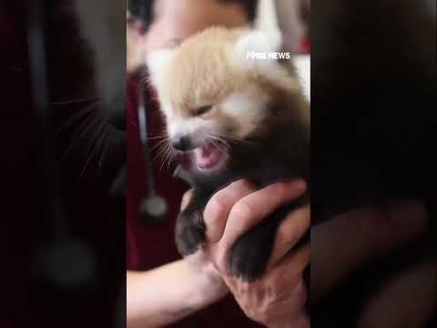 SO CUTE: Two Red Panda's are born at Knoxville zoo #shorts #usa #us #animals #viral #news #cute