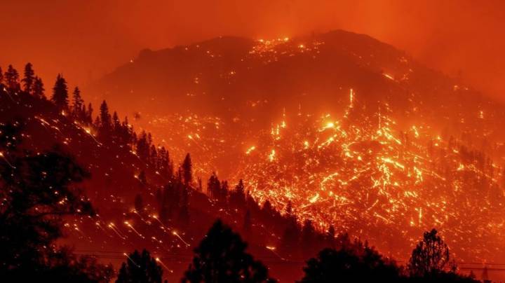 Forests managed by timber companies more likely to fuel megafires: Study