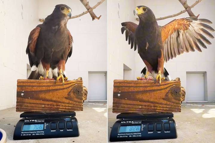 Missing Hawk Named Ripley Returns to California Zoo After 15 Months