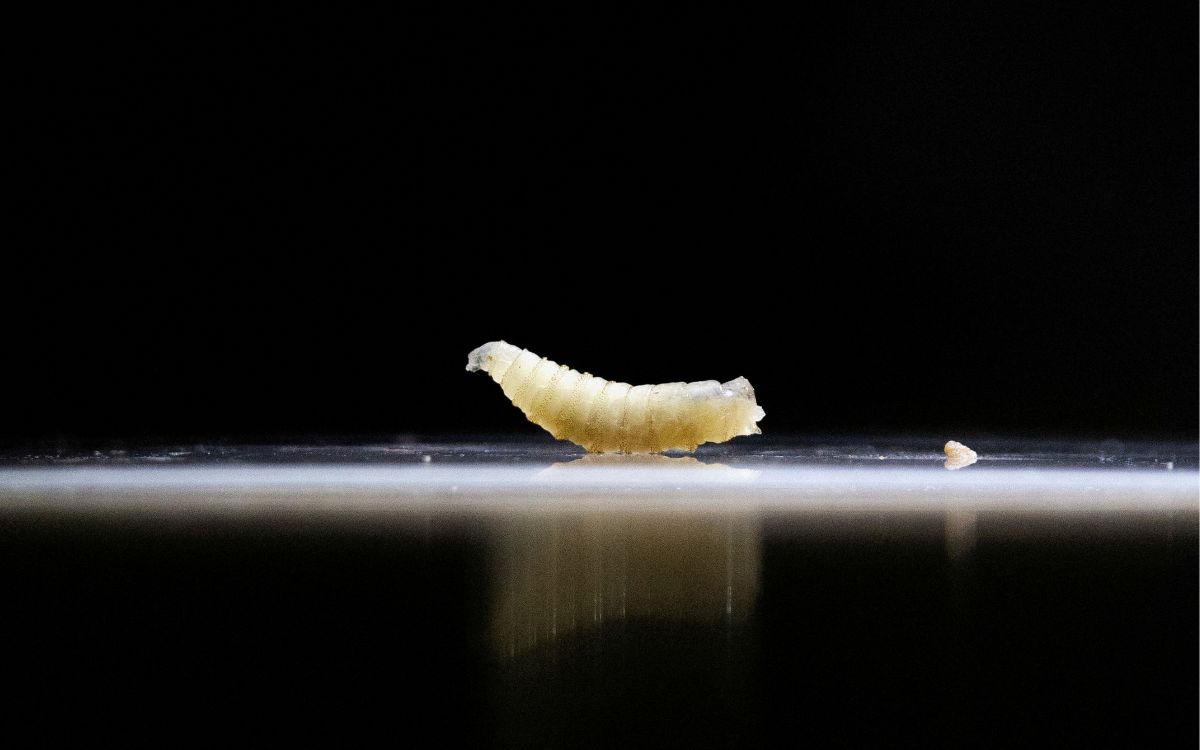 EU confirma el primer caso de gusano barrenador en humanos