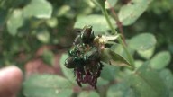 Gov. Polis reminds residents about Japanese beetles 'problem'