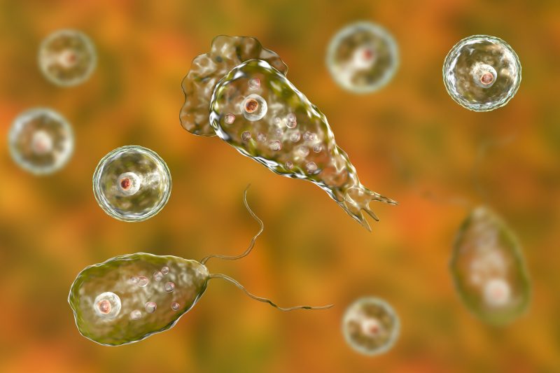 Missouri adult dies after brain-eating amoeba infection: Officials