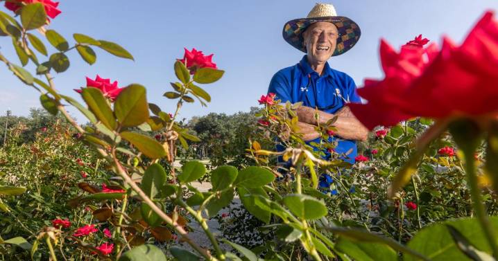 Knock Out roses - showy, versatile, tough - are great garden additions. It's time to prune them.