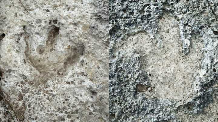 Acrocantho-what? This dinosaur's footprint was found in the Austin area after the July floods
