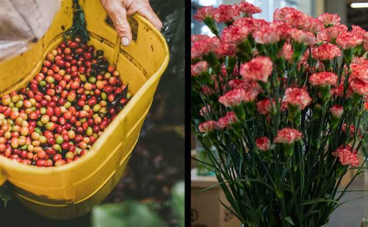 Exportaciones del agro colombiano crecieron 35% en junio 2025