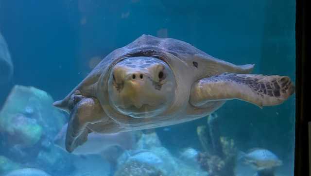 Endangered rescue sea turtle finds home at SEA LIFE Kansas City
