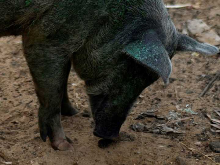 Hallan cerdos con carne azul neón y revelan un peligro oculto